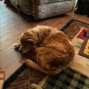 Meet your Posher, Darlo